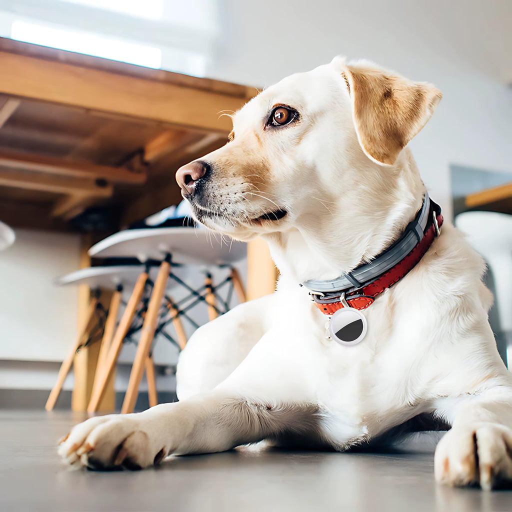 Never Lose Anything Again - Smart Bluetooth GPS Tracker for Keys, Wallet & Pets